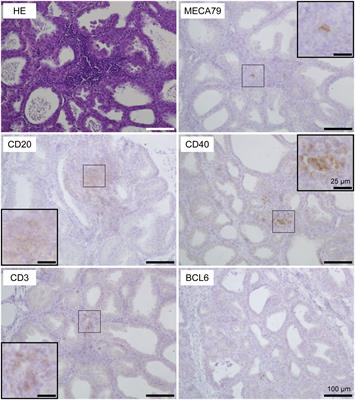 Investigating mammary glands of lactating goats for the presence of tertiary lymphoid organs